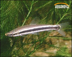 Characiformes
