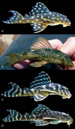 Siluriformes